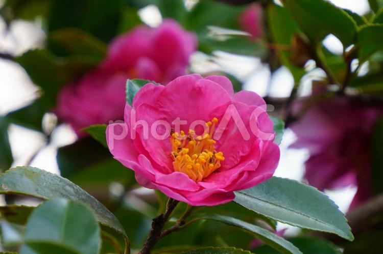 ツバキ・ショウワノサカエ ツバキ・ショウワノサカエ,ピンクの花,きれいな花の写真素材