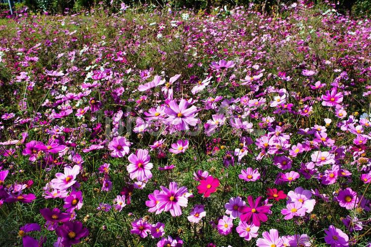 咲き乱れるコスモス コスモス,秋の空,秋晴れの写真素材