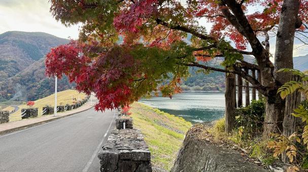 木全体 紅葉,秋,色付きの写真素材