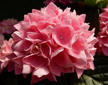 【花の写真】紫陽花の花 【花の写真】紫陽花の花 紫陽花,アジサイ,あじさいの写真素材