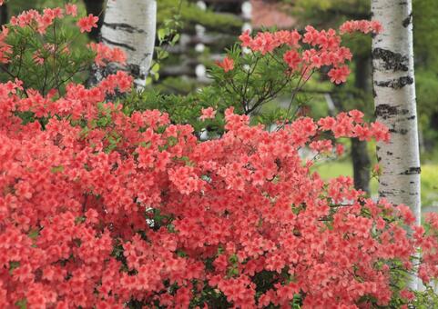 つつじ1 つつじ1の写真