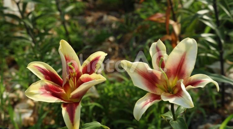 美しき 百合の花 ユリ,花,ゆりの写真素材