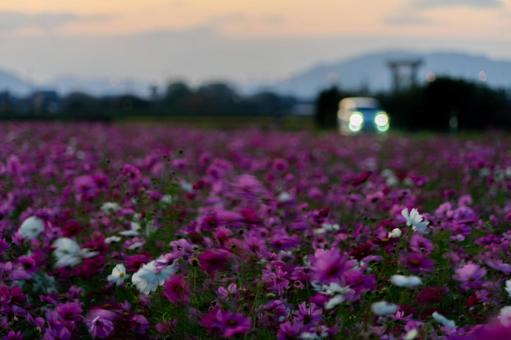 コスモス コスモス,秋桜,花の写真素材