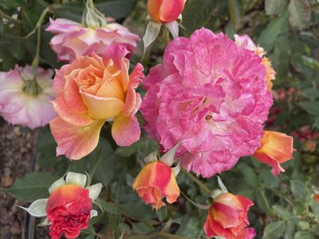 美しいバラの花 美しいバラの花 薔薇,綺麗,花の写真素材