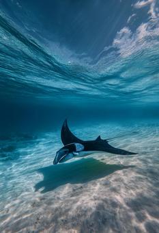 砂底に影を落としながら進む、美しいマンタの写真