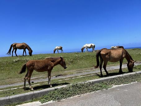 野生の馬 馬,動物,生き物の写真素材