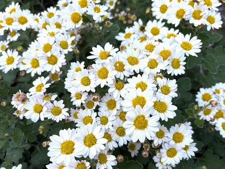 ノジギク（野路菊）の花 ノジギク,野路菊,小菊の写真素材