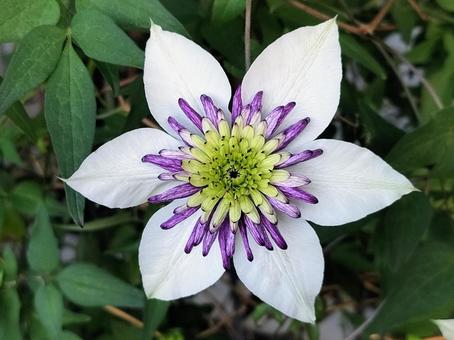 ベランダのクレマチス・ビエネッタ クレマチス,ビエネッタ,白の写真素材