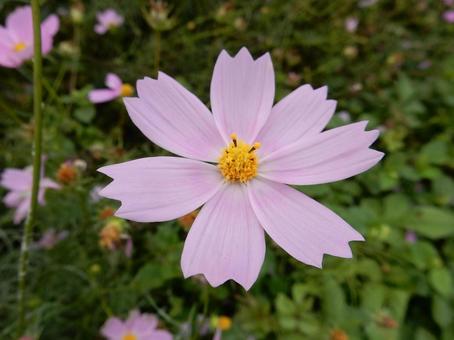 【花の写真】コスモス（秋桜）の写真