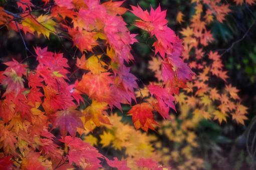 赤いもみじと黄色のもみじ 赤いもみじと黄色のもみじの写真