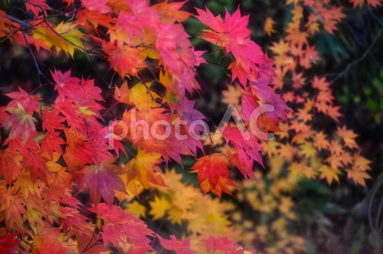 赤いもみじと黄色のもみじ かえで,楓,モミジの写真素材