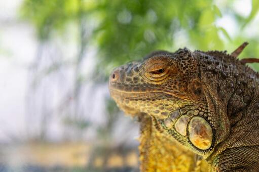 眠たそうなグリーンイグアナ グリーンイグアナ,イグアナ,爬虫類の写真素材