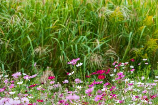 秋風に揺れるコスモスの花畑 秋風に揺れるコスモスの花畑 コスモス,花,ピンクの写真素材