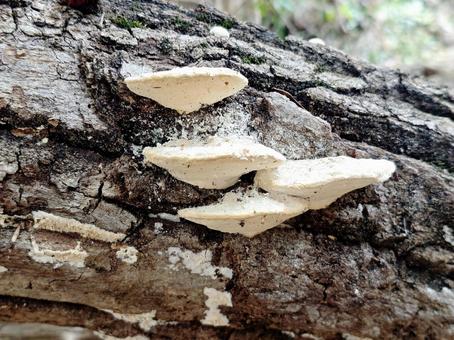 白いキノコ（野生） キノコ,きのこ,木の写真素材