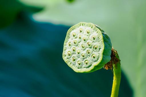 ハス⒆ ハス⒆ 夏,花,ハスの写真素材
