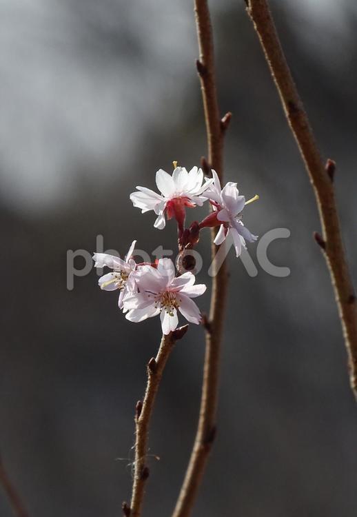 冬の桜 植物,花,冬の写真素材