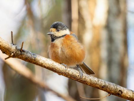 枝にとまるヤマガラ 枝にとまるヤマガラ ヤマガラ,野鳥,鳥の写真素材