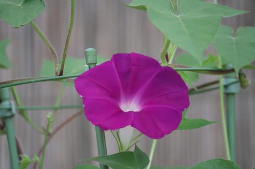 赤紫色の花びらの朝顔の花のアップ 赤紫色の花びらの朝顔の花のアップの写真