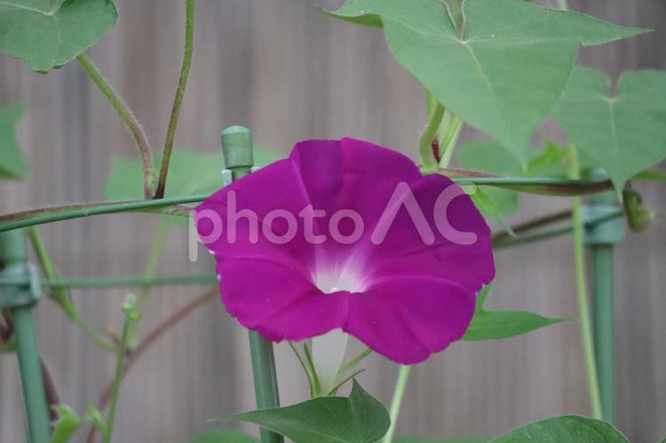 赤紫色の花びらの朝顔の花のアップ 赤紫色,花びら,朝顔の写真素材