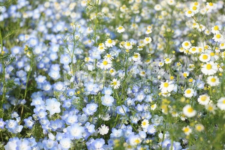 ネモフィラとマーガレット ネモフィラ,マーガレット,花の写真素材
