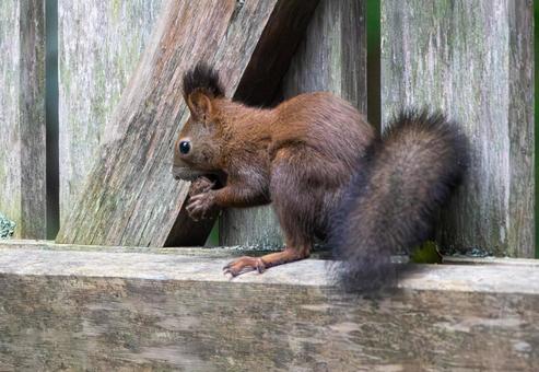 木の実を手で持って食べるエゾリス 木の実を手で持って食べるエゾリス エゾリス,リス,動物の写真素材