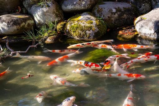 もみじ公園の秋(37) 秋,落ち葉,コイの写真素材