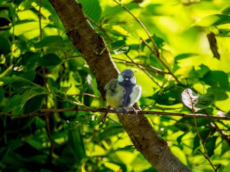 枝にとまるシジュウカラ 枝にとまるシジュウカラの写真