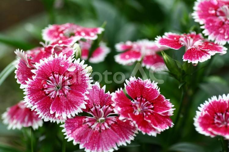 キレイな花と水滴　１ カーネーション,花,ピンクの写真素材