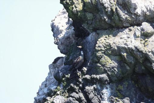 チシマウガラス チシマウガラス,ウ,鵜の写真素材