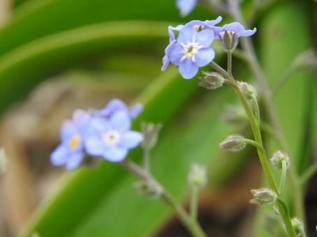 Photo, flor, naturalmente, paisaje, 