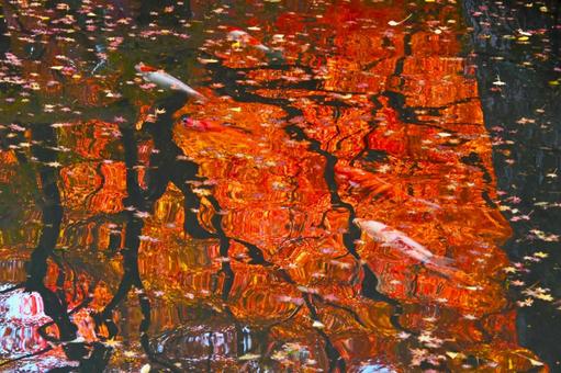 水面に写った紅葉の中を泳ぐ錦鯉 水面に写った紅葉の中を泳ぐ錦鯉の写真