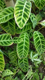 Photo, tropical plant, jungle, leaf, 