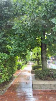 レンガの道を歩く レンガの道を歩く レンガ,一直線,小径の写真素材