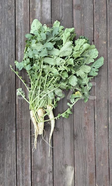 新鮮野菜　大根が並ぶ 大根,だいこん,野菜の写真素材