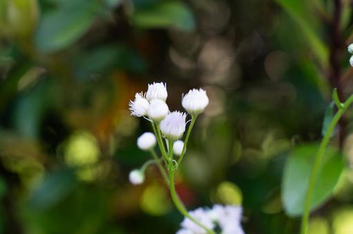 緑に映える白い小花の群れ② 緑に映える白い小花の群れ②の写真
