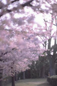 河津桜の並木道 河津桜の並木道の写真