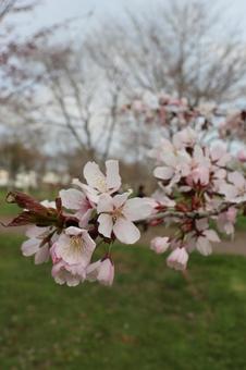 Sakura, JPG Sakura, JPG