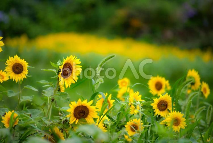 ※＜五島風景＞夏の満開のヒマワリ畑の景色 ひまわり,夏,花の写真素材