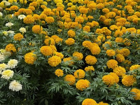 満開のマリーゴールド 満開のマリーゴールド マリーゴールド,花,園芸の写真素材