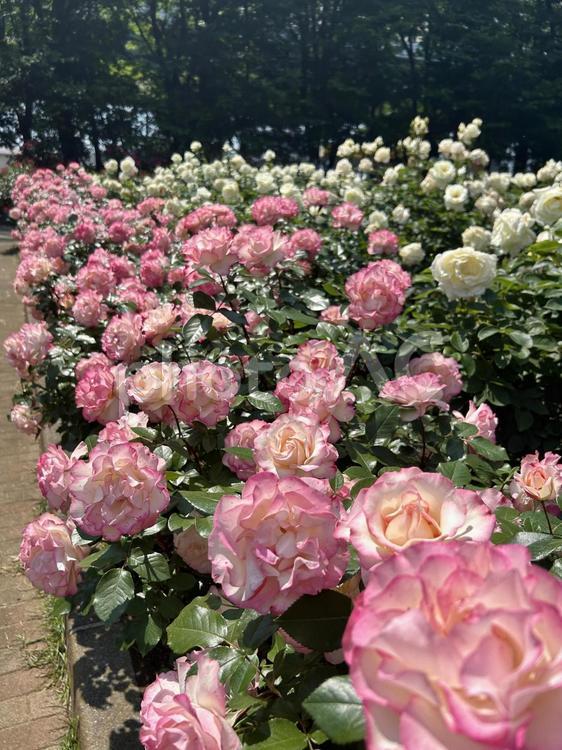 美しく咲きほこる薔薇 美しい,薔薇,ピンクの写真素材