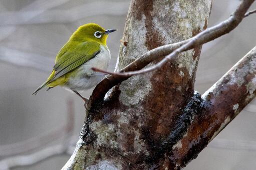 メジロ メジロ メジロ,鳥,自然の写真素材