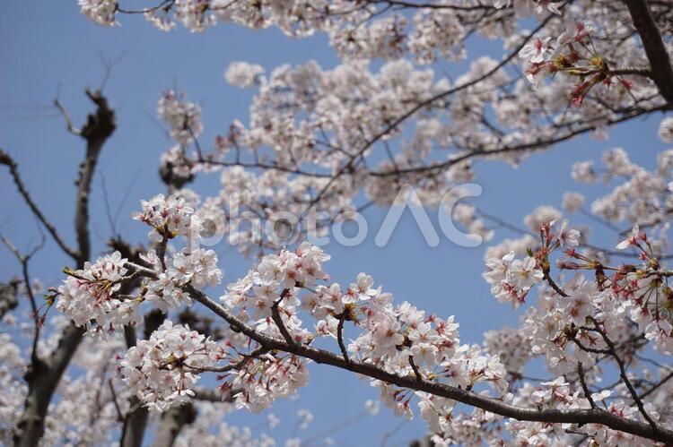 桜の花 桜,サクラ,さくらの写真素材