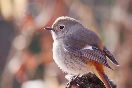 アップで撮った木にとまるジョウビタキ 鳥,ジョウビタキ,自然の写真素材