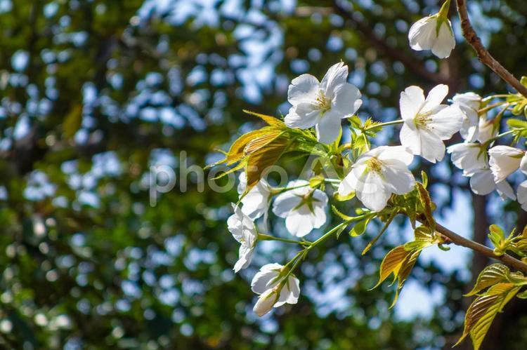 一房の桜 桜,さくら,一房の写真素材