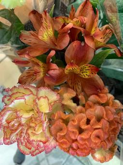 アルストロメリア　花の写真