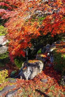 もみじ公園の秋⑿ 秋,紅葉,モミジの写真素材