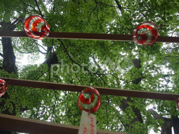 福岡県　竈門神社 福岡県,竈門神社,神社の写真素材