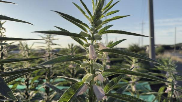 朝日のゴマの花シルエット 田舎の畑 朝日のゴマの花シルエット 田舎の畑の写真