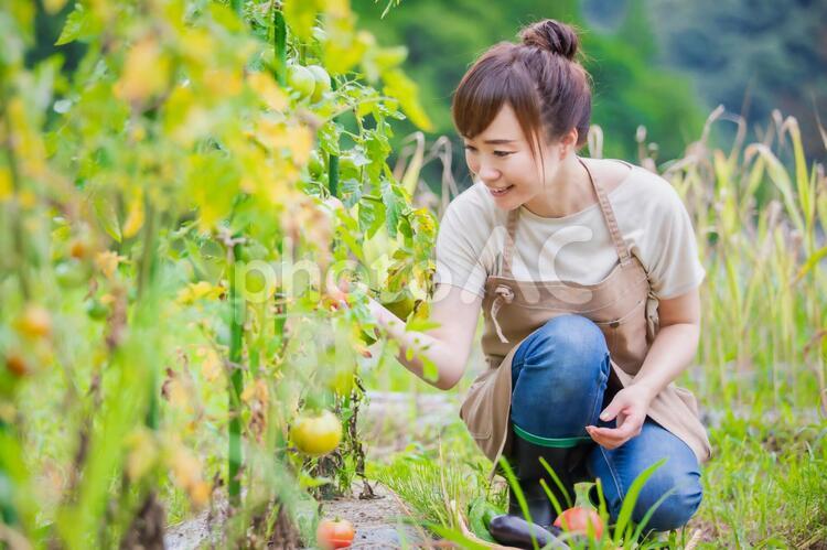 トマトを栽培する女性 家庭菜園,野菜,農業体験の写真素材