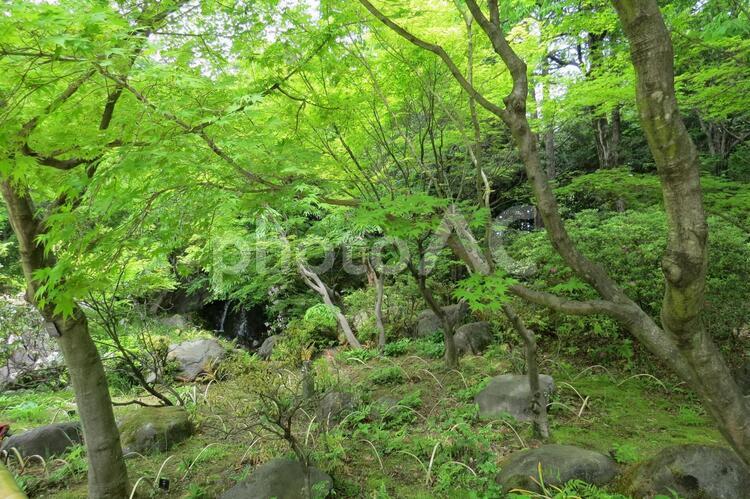 昭和記念公園-30 昭和記念公園,公園,森の写真素材